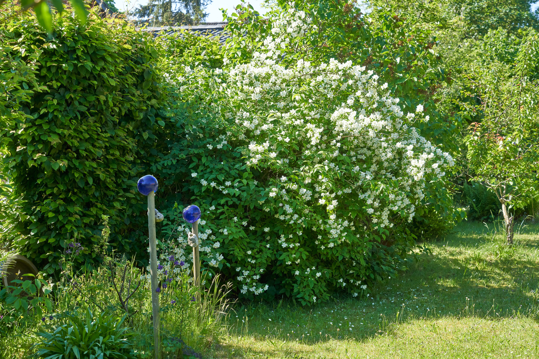 Seringa commun à fleurs blanches sur un terrain de jardin